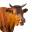 한우